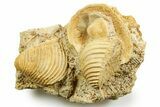 Two Jurassic Bivalve (Trigonia costata) Fossils - Calvados, France #367843-1